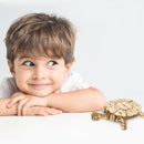 Robotime Turtle TG275